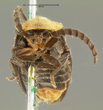 Media type: image;   Entomology 2775 Aspect: head frontal view